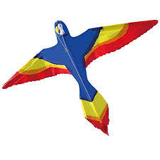 Regent Parrot Kite